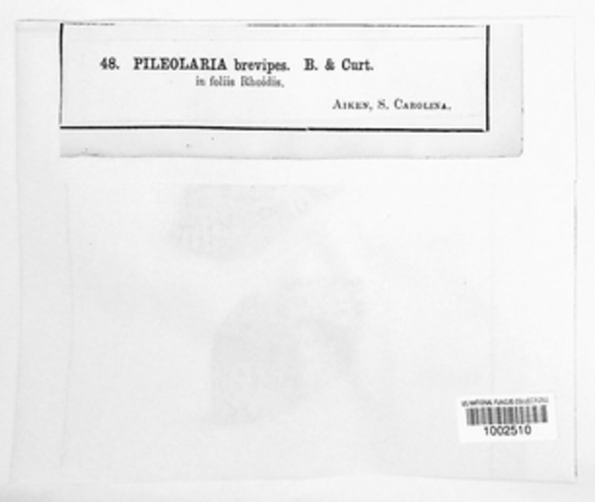 Pileolaria brevipes image